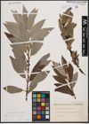 Foto von Salix cinerea L. x Salix viminalis L.